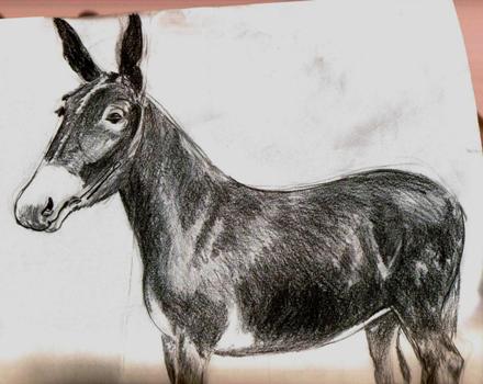 Mule right side up_graphite_1997_by
                Karl Marxhausen
