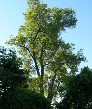 tree near triangle