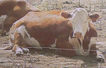 file photo_cow laying down