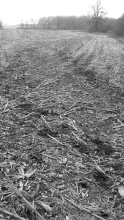 color photo of cornfield reduced to black and white reference photo #2