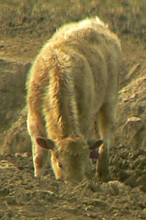 file photo_white cow drinking